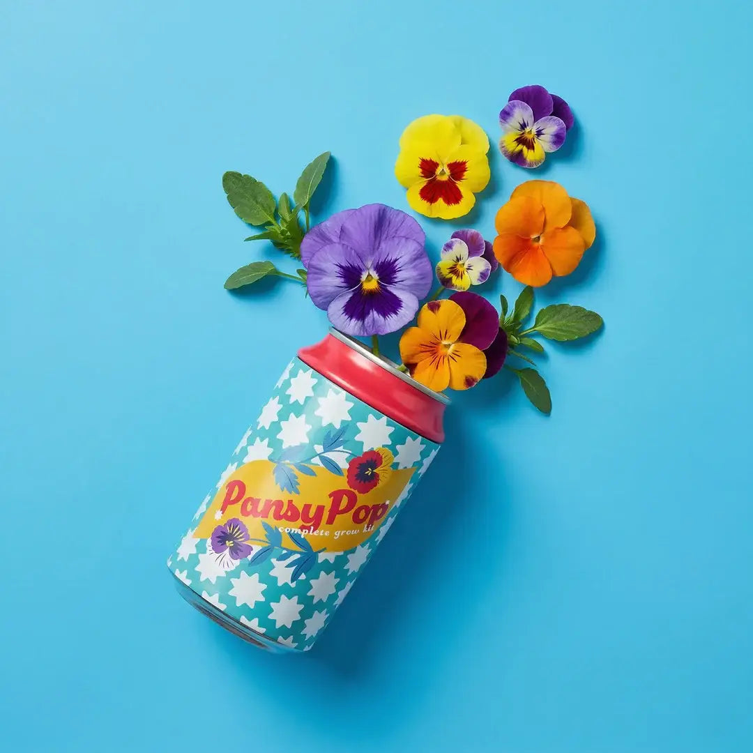 Buzzy Seeds Pansy Grow Kit | Soda Can Planter | Indoor Gardening Kit