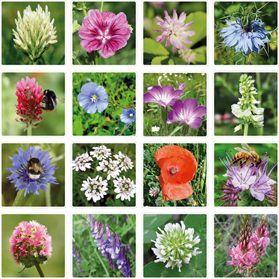 Buzzy Egg Carton It's Spring | Wildflower Seed Bombs | Gift Set