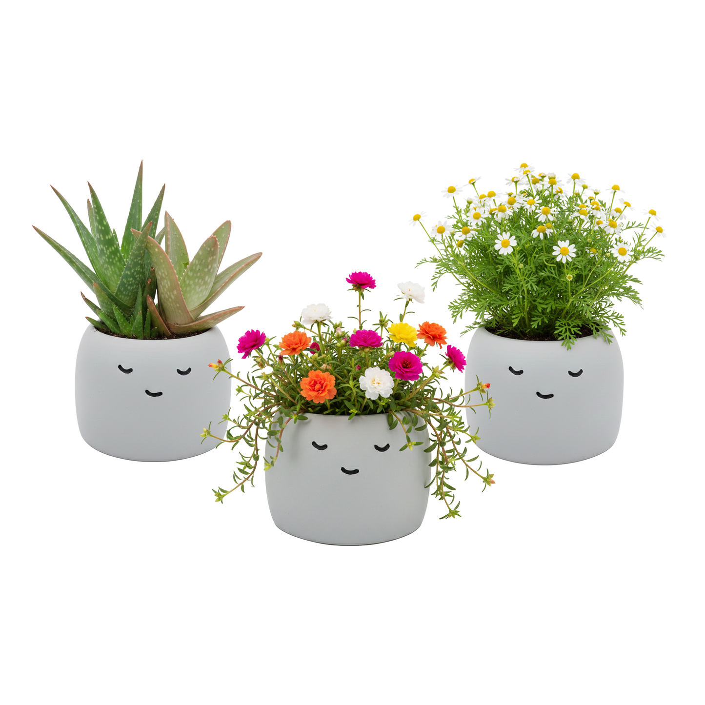 Buzzy Peaceful Pots 3pk | Indoor Herb & Succulent | Zen Garden