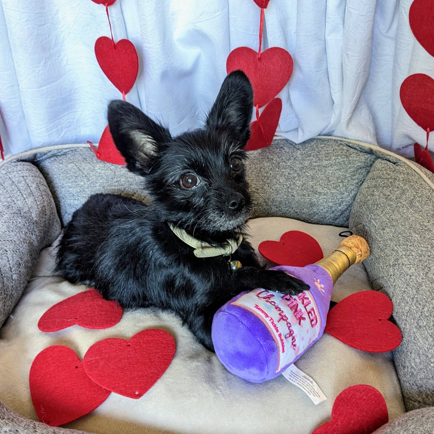 Tickled Pink Chompagne Dog Toy