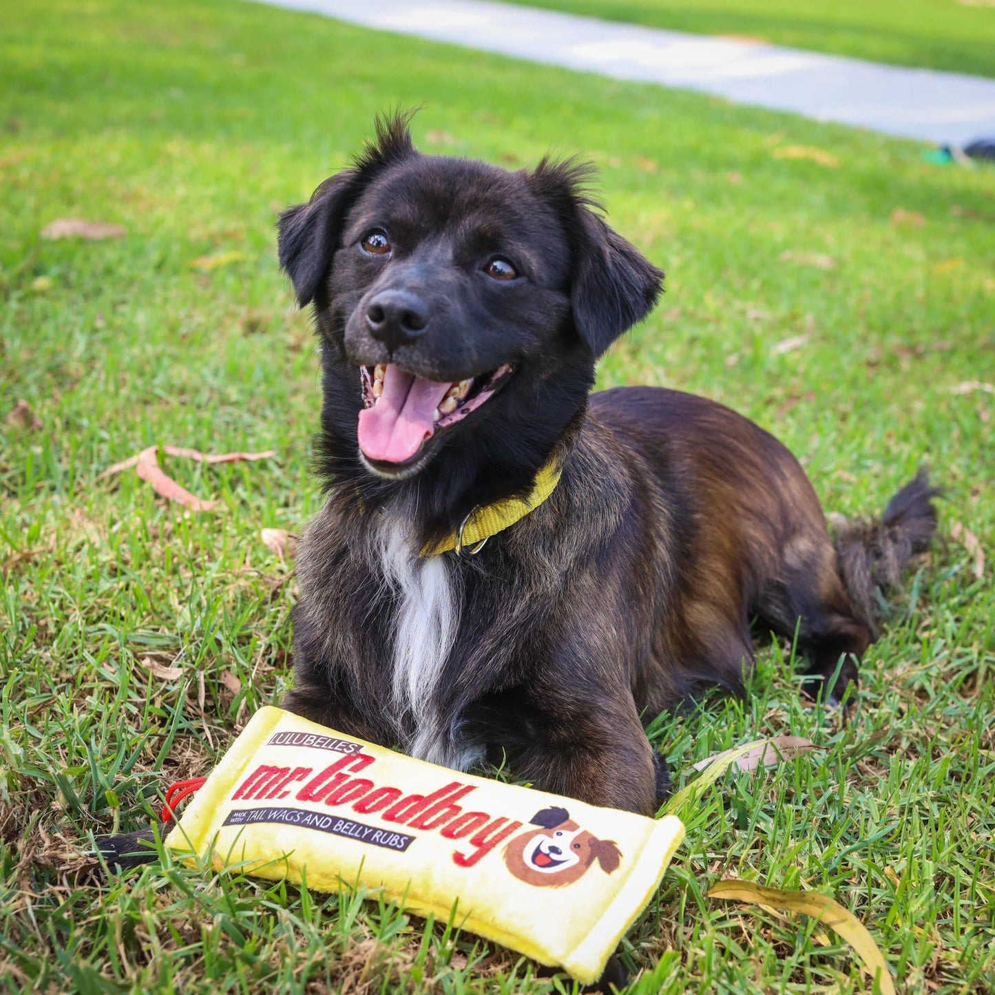 Mr. Goodboy (Stuffless) For Dogs