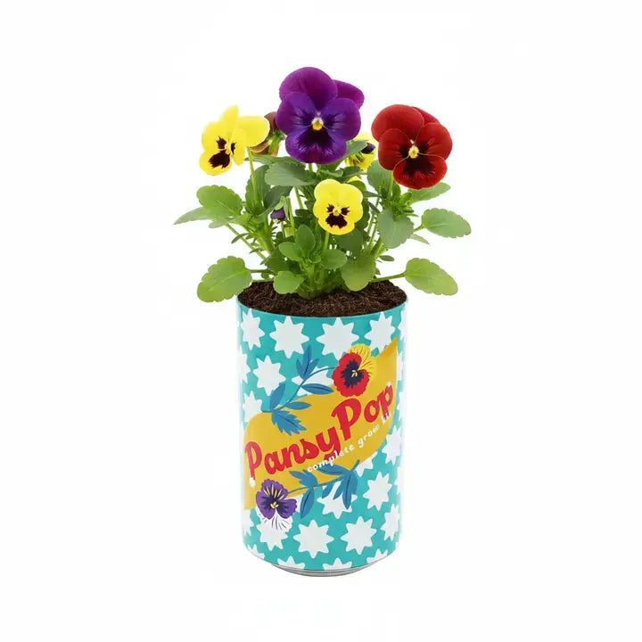 Buzzy Seeds Pansy Grow Kit | Soda Can Planter | Indoor Gardening Kit
