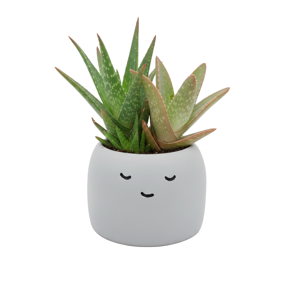 Buzzy Peaceful Pots 3pk | Indoor Herb & Succulent | Zen Garden