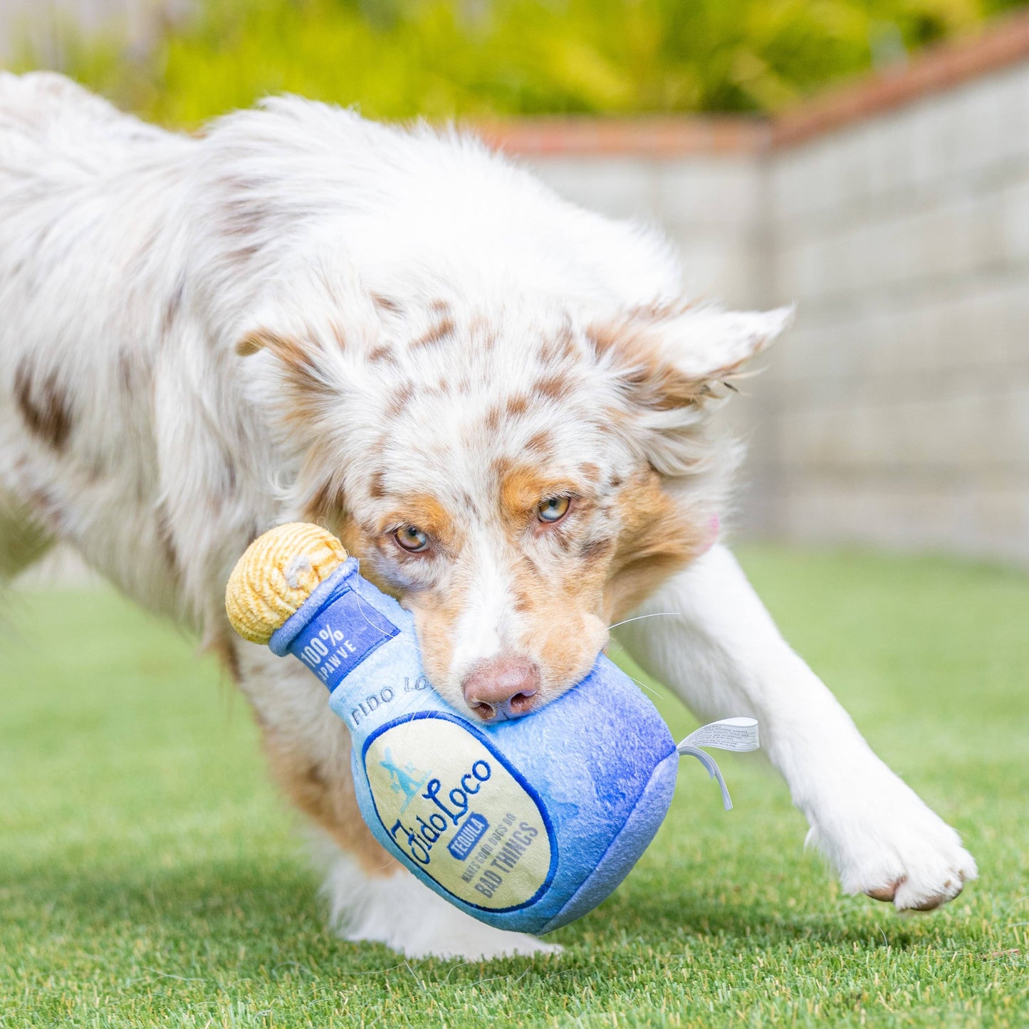 Fido Loco Tequila For Dogs