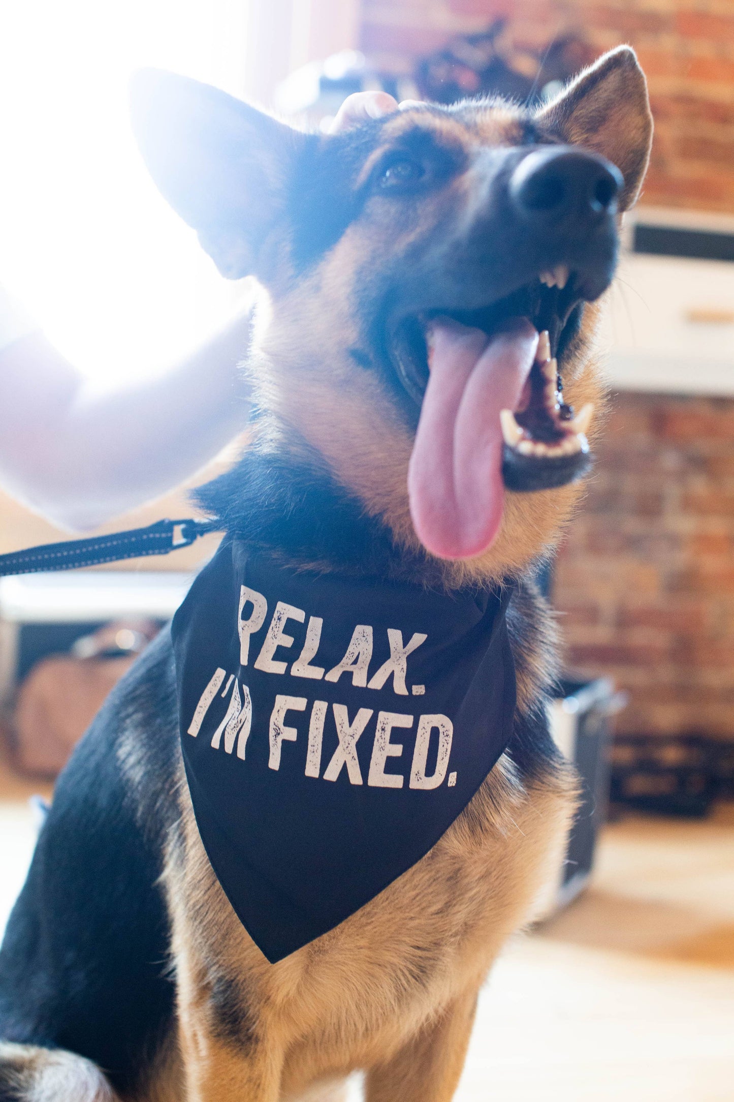 "Relax I'm Fixed" Bandana/Collar