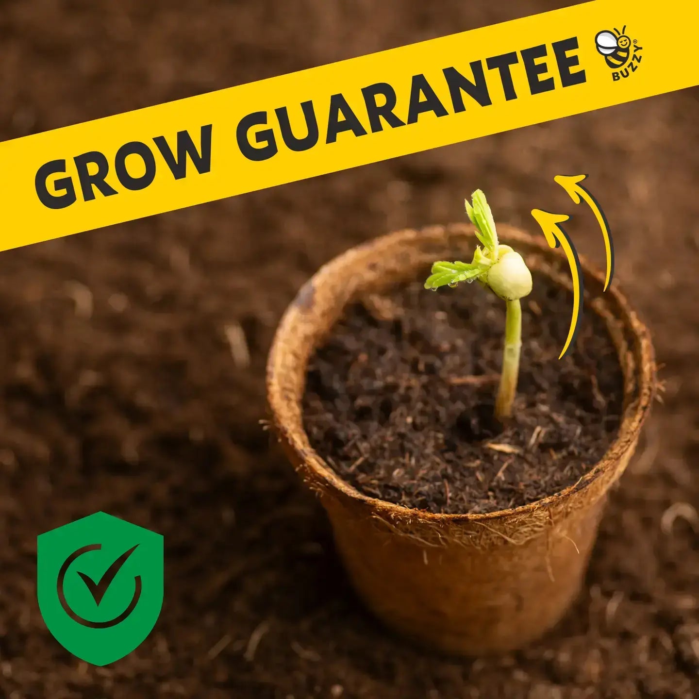 Buzzy Seeds Daisy Grow Kit | Soda Can Planter | Indoor Gardening Kit 