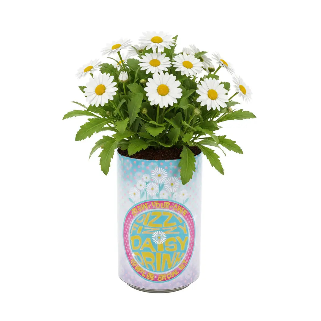 Buzzy Seeds Daisy Grow Kit | Soda Can Planter | Indoor Gardening Kit 